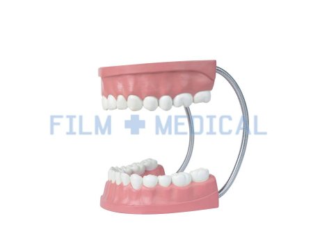 Mouth Model 